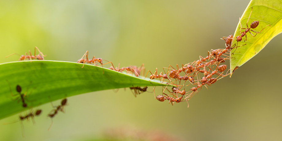 El Camino de la hormiga