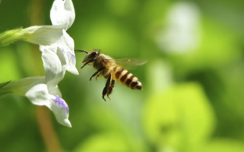Capítulo 2 | El ejemplo de la abeja