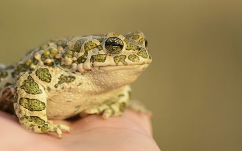 Bufotes viridis