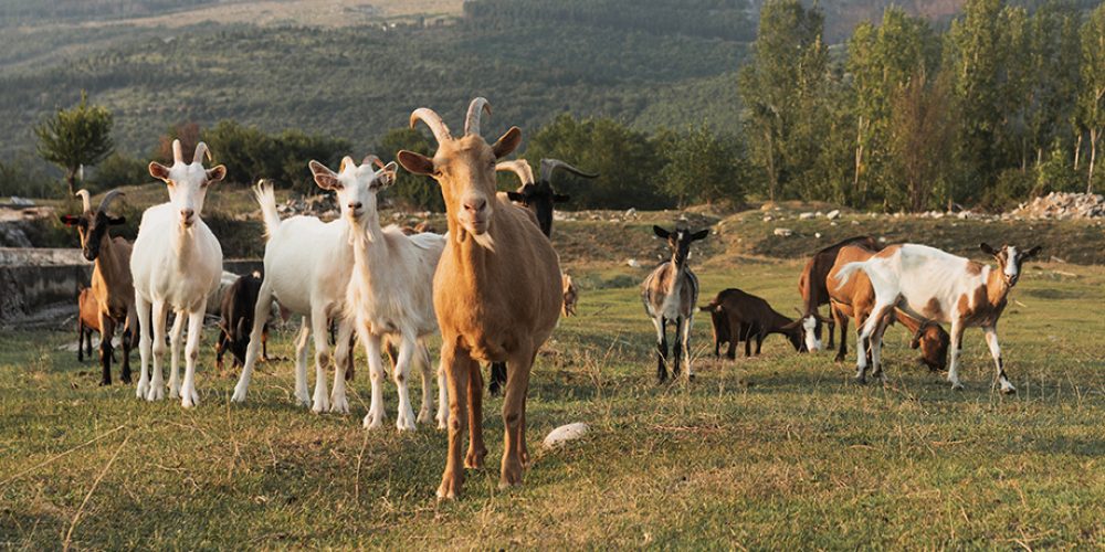 Capitulo 1 | La inteligencia de las cabras