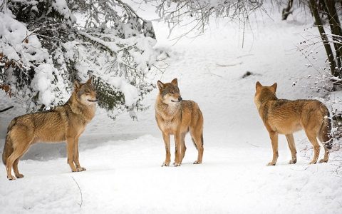 lobos