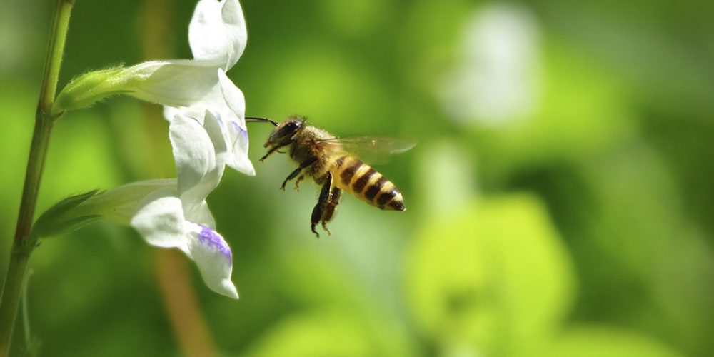 Capítulo 2 | El ejemplo de la abeja