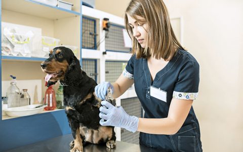 cuidado de mascotas