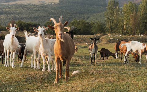 Capitulo 1 | La inteligencia de las cabras